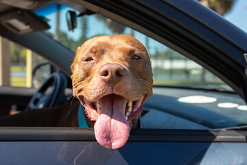 Portrait of a pit bull American Staffordshire bull terrier mix dog sitting in the passenger seat of a car looking through an open window