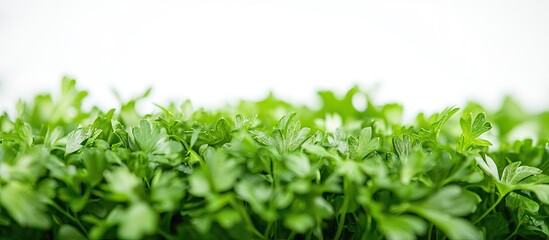 Obraz premium Fresh organic parsley herb set against a white background Close up with copy space Selective focus image