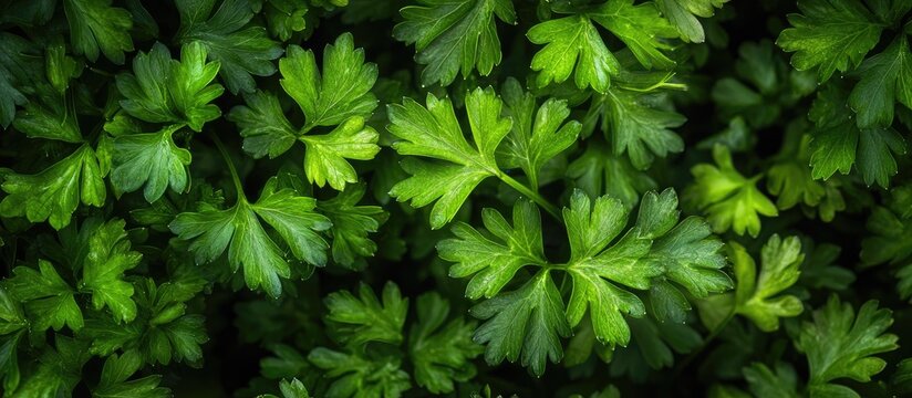 Fresh organic parsley herb set against a white background Close up with copy space Selective focus image