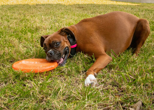 Close-up of a boxer dog lying on the grass with a plastic frisbee