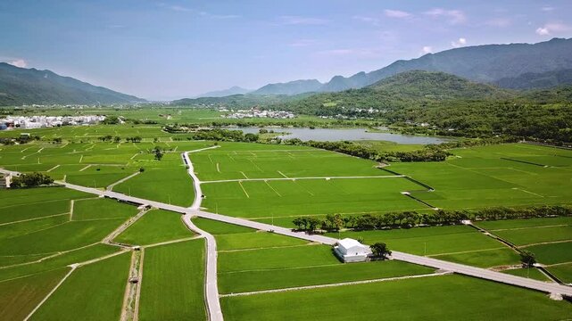 Scenic Aerial Drone Video of the Rice fields and Dapo Pond in Chishang, Taitung County, Taiwan