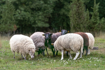 Obraz premium Sheeps standing in a field. Landscape caretaker. Flock of sheep on a wooded meadow in the evening. West Estonian Archipelago Biosphere Reserve. Black sheep. 
