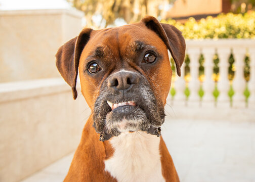 Close-up portrait of a boxer dog with a crooked smile sitting on a terrace
