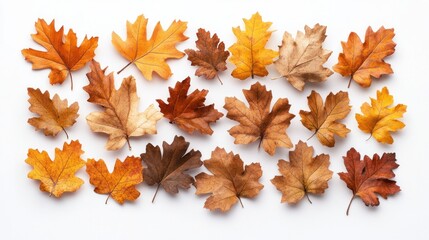 Dried Autumn Leaves Arranged on a White Surface
