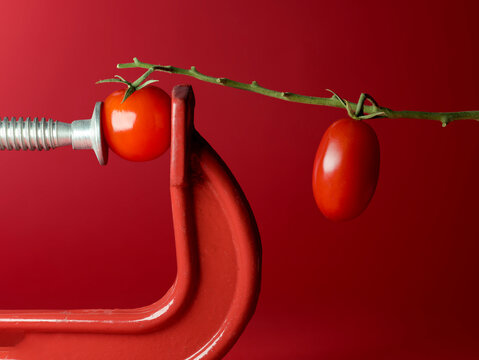 Close-up of a cherry tomato being squeezed in a metal clamp so it becomes a cherry plum tomato