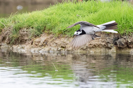 Bergeronnette grise- Motacilla alba - Hoche queue gris - passereaux - motacillid&eacute;s
