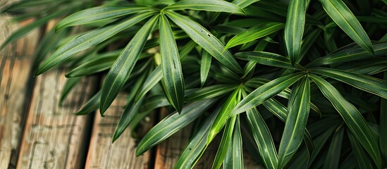 Green leaves of Agonis flexuosa on a white wooden table copyspace