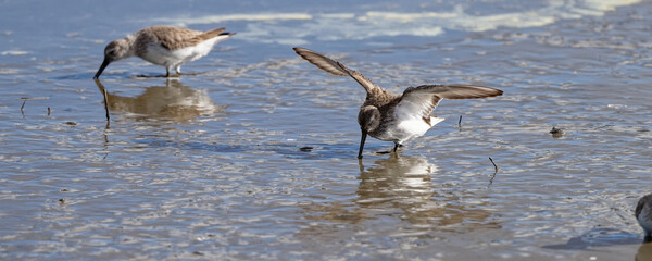 bécasseau sanderling - Calidris alba - limicoles - Scolopacidae 