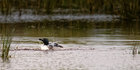 Canard souchet - Spatula clypeata
