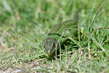 Lézard vert - Lacerta bilineata - sauriens -Lacertidae occidental - Lézard à deux bandes - Lézard à deux raies
