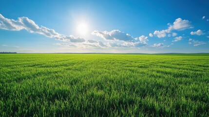 Fototapeta premium Beautiful natural scenic panorama green field of cut grass into and blue sky with clouds on horizon. Perfect green lawn on summer sunny day with generative ai