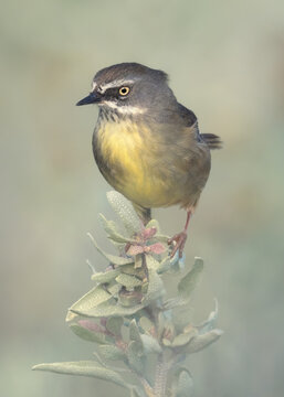 Wild white-browed scrubwren (Sericornis frontalis) perched on a saltbush (Atriplex sp) plant, Australia