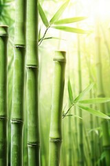 Obraz premium Green Bamboo Stalks in a Tranquil Forest Bathed in Warm, Bright Sunlight, Nature Background.