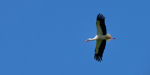Cigogne blanche, Ciconia Ciconia
