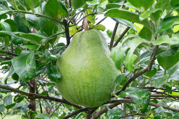 Green pamelo fruit or Citrus maxima on a branch and leaves on tree in garden selective focus, the largest citrus fruit,