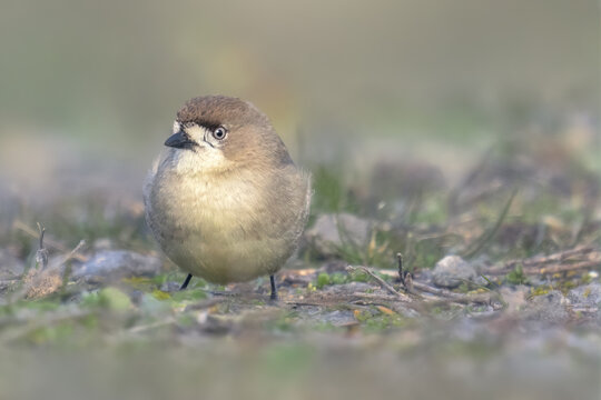 Portrait of a wild southern whiteface bird (Aphelocephala leucopsis) standing on the ground, Australia