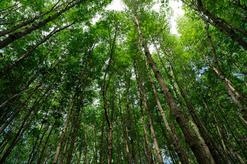 Bottom-up view green mangrove treetops. Natural carbon sink in fight against climate change and...