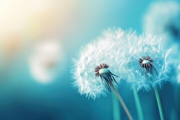 Beauty in nature dandelion seeds closeup blowing in blue green turquoise background. Closeup of dandelion on meadow background, artistic nature macro. with generative ai