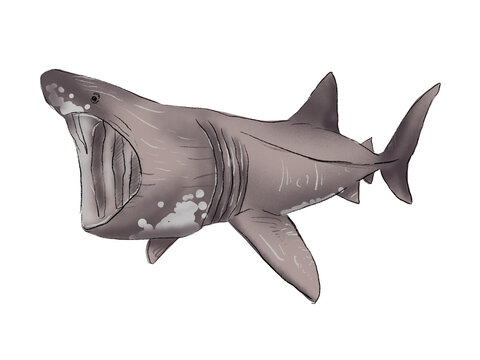 Realistic Watercolor Basking Shark on the white background
