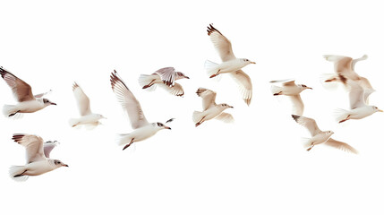 Obraz premium Flock of birds flying isolated