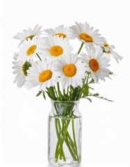 Beautiful white daisy bouquet in a vase, a symbol of spring and nature's beauty