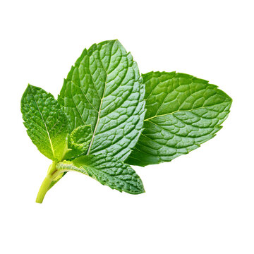 scrumptious new mint leaves
