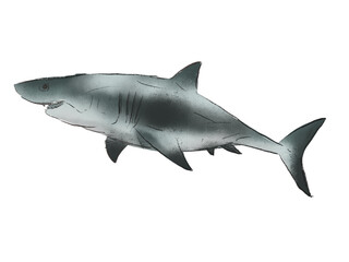 Realistic Watercolor Mako Shark on the white background