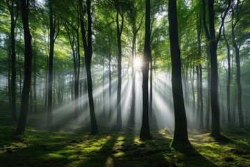 Fototapeta premium A stunning display of nature with sunlight rays piercing through a majestic forest in the early morning, showcasing mist and the pristine beauty of the tree trunks and foliage.