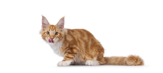 Super sweet red with white young Maine Coon cat, laying down side wats licking its mouth and nose. Looking straight to camera, isolated on a white background.