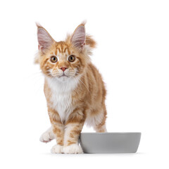 Super sweet red with white young Maine Coon cat, standing beside grey food bowl. Looking straight to camera, isolated on a white background.