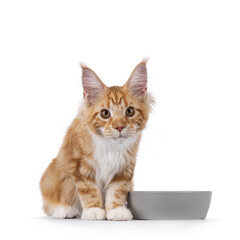 Super sweet red with white young Maine Coon cat, sitting beside glas water bowl. Looking straight to camera, isolated on a white background.
