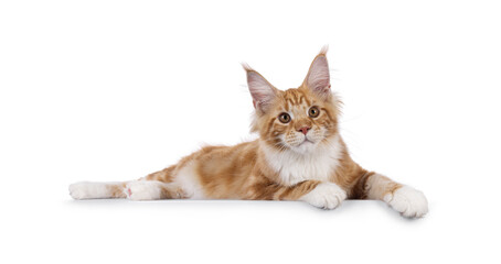 Super sweet red with white young Maine Coon cat, laying down side on an edge. Looking straight to camera, isolated on a white background.