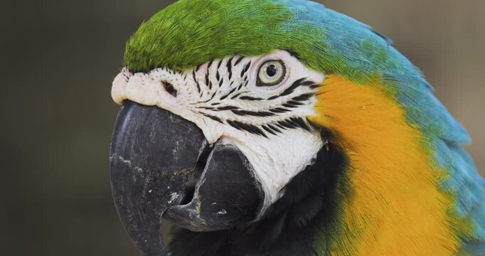 Close up motion footage of Blue and gold macaw parrot head looking at camera. 4K Macro view video footage.