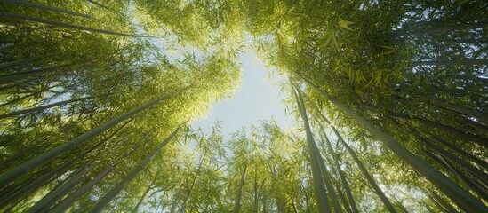 Fototapeta premium Small diameter of a bamboo grove viewed from below. with copy space image. Place for adding text or design