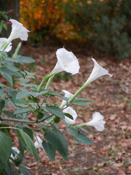 Datura Stramonium