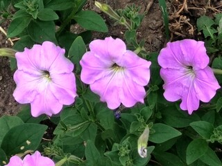 pink flowers in the garden