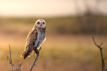 Gorgeous short-eared owl perched on a branch backlit by morning sun on a field in Northern Norway in spring