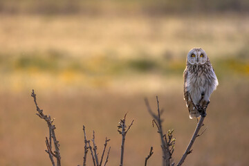 Gorgeous short-eared owl perched on a branch backlit by morning sun on a field in Northern Norway in spring