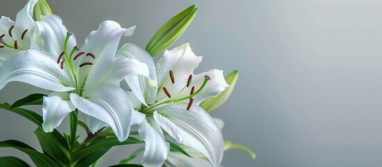 Spring lily of the valley blooms on a gray background with copy space