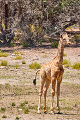 Eine Reise durch Südafrika.