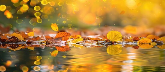 Autumn leaves mirrored on the water s surface. with copy space image. Place for adding text or design