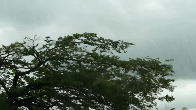 Powerful rainstorm strikes coastal trees during late afternoon in a quiet suburban area