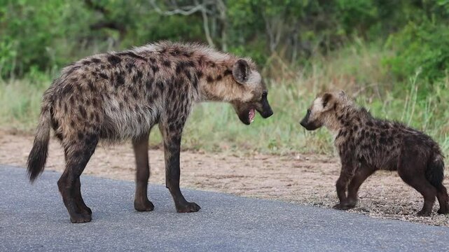 Hyena mom bares teeth as she playfully interacts with her cub, Kruger Park