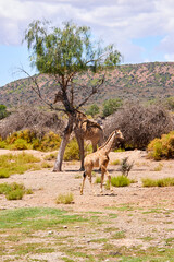 Eine Reise durch Südafrika.