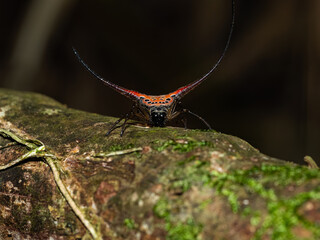 Sukabumi - Gunung koneng, 18 august, 2024; Gasteracantha arcuata - Spiny Orb Weaver (Long Horn Spider) on the moss rock