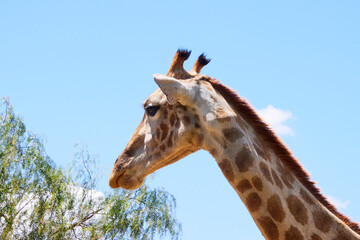 Eine Reise durch Südafrika.