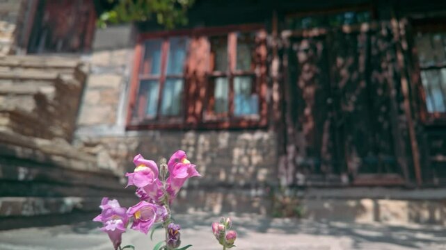 Pink wildflower grows outside soft focus rustic village building