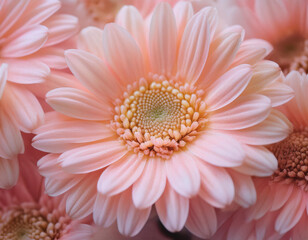 Fototapeta premium Closeup Illustration of a Pink Daisy Flower Detailed Artistic Floral Design and Botanical Art
