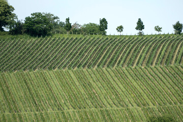 Fruit and wine growing on Lake Constance, Germany