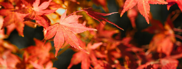 Beautiful maple leaves on the tree in autumn season.